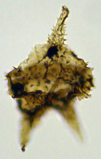 Cerodinium cpx denticulate Cero27X21416360920b.jpg